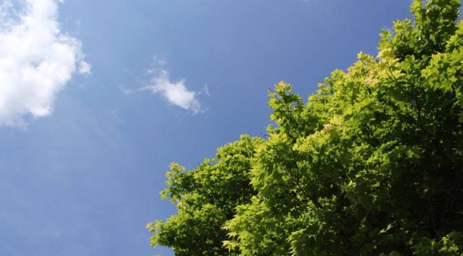 イエロースパッドの写真広場3