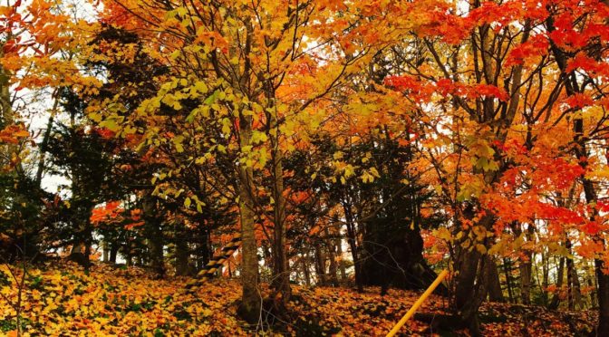 イエロースパッドの写真広場８〜紅葉